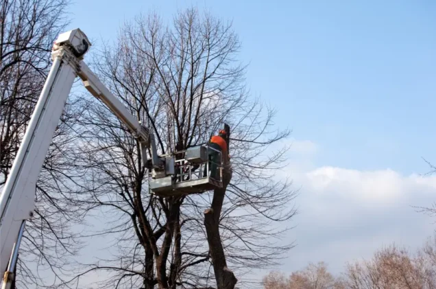 Who Pays If a Neighbor’s Tree Falls on Your Birmingham Property?