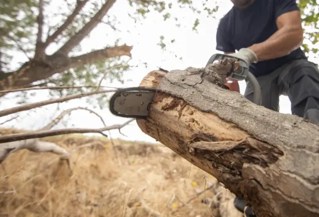 Fallen Tree on Power Line: What Now?