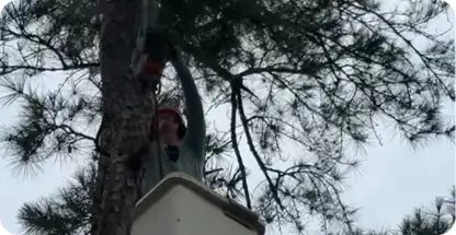 Tree Trimming/Pruning