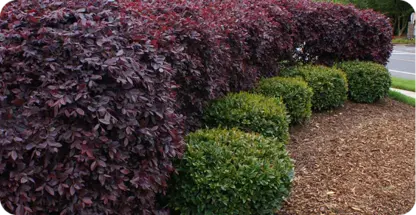 Shrub Removal/Trimming