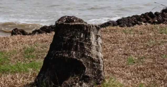 Stump Grinding Costs: What Birmingham Homeowners Pay Per Stump