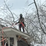 24/7 Emergency Tree Service in Birmingham, AL