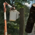 Tree Removal in Birmingham, AL