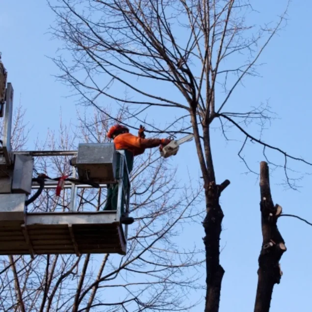 Behind the Scenes: How We Handle Emergency Tree Removal in Birmingham Neighborhoods