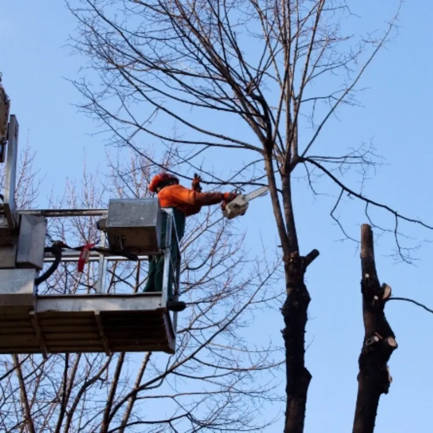 Crew assessing a fallen tree on a Birmingham residential street after a storm