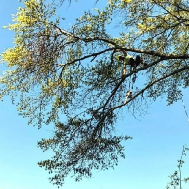 The “One Bad Cut” Problem: How Improper Pruning Shortens Tree Life in Birmingham, AL