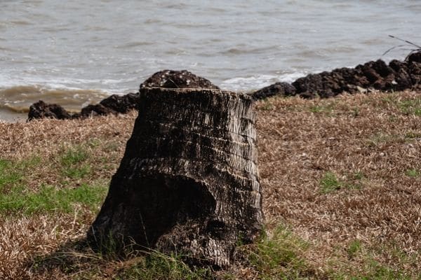 Dead Tree Stump