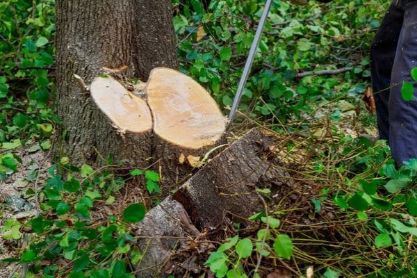 Tree Being Cut Down