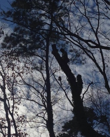 Tree Limbing Service